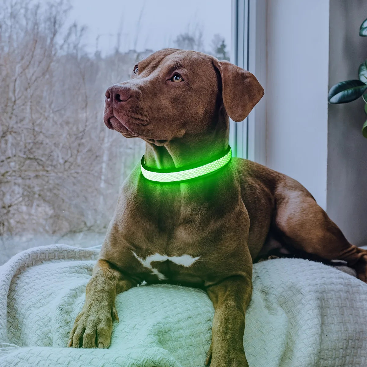 North Hound Co. Premium LED Safety Collar