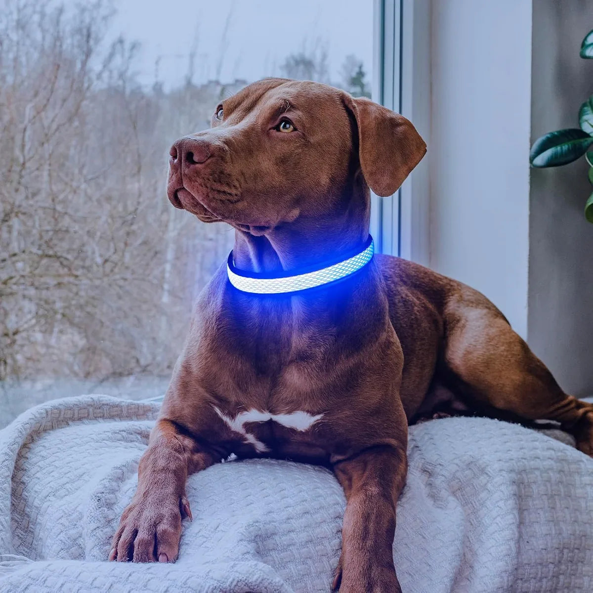 North Hound Co. Premium LED Safety Collar
